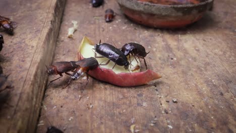 las cucarachas comen sobras de comida. la cucaracha oriental (blatta orientalis), también conocida como la cucaracha de agua (ya que viven en áreas húmedas) o cucaracha negra ya que sus cuerpos son en su mayoría oscuros.