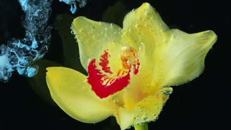 yellow orchid with bubbles underwater