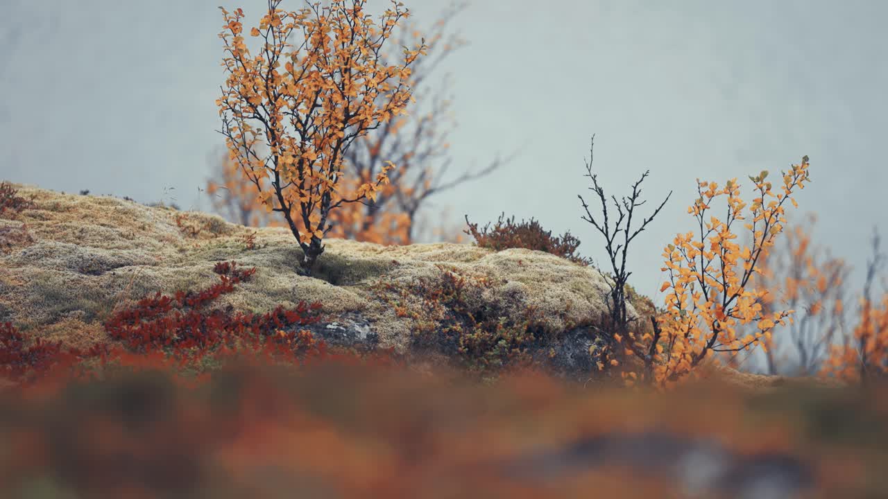 Dwarf birch trees covered with bright yellow leaves stand on the soft carpet of moss and lichen in autumn tundra