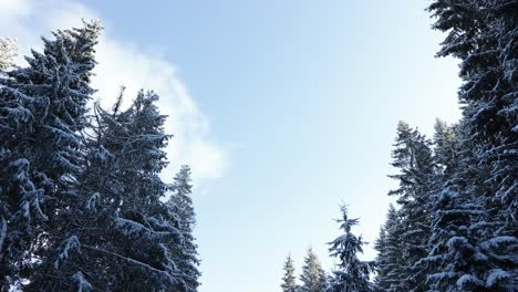 冬天穿過雪覆蓋的樹木的道路 - - 向下傾斜的射擊