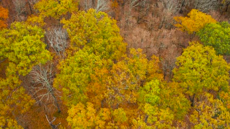 looking down on golden orange trees in new england