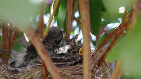 three robin chicks sit in nest within a large bush as the camera peers through