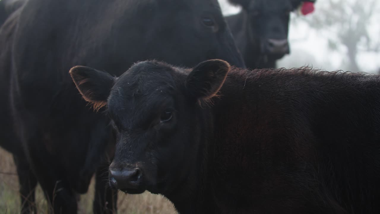 ternero de angus negro cerca de vapor cinematográfico del calor del ganado en clima frío