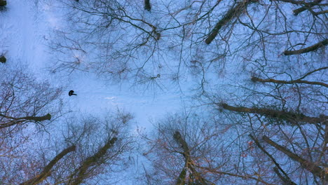 Man-Walking-Through-The-Snowy-Forest-In-Winter---aerial-top-down