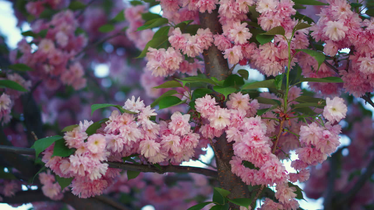 분홍색 꽃잎을 가진 다채로운 사쿠라 꽃 풍경. 사쿠라 꽃이 꽃을 피우고 있습니다.