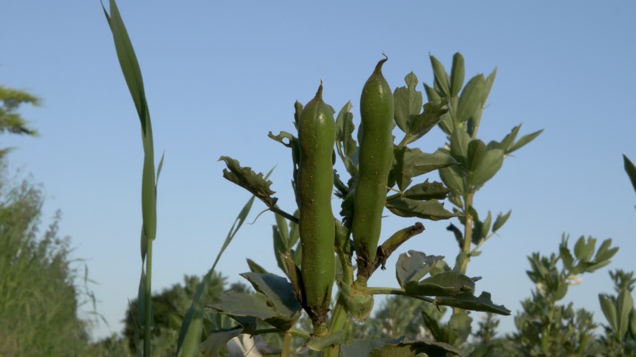 Bean plant and bean pods in British agriculture. Sunrise light. ECU