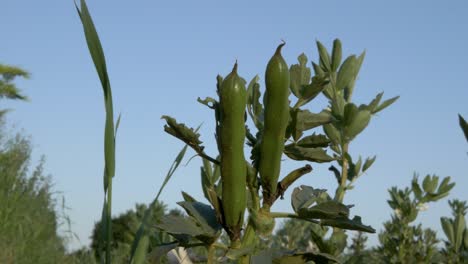 bean plant and bean pods in british agriculture. sunrise light. ecu