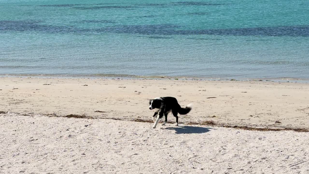 Border Collie walks on wet sand by turquoise ocean, bright daylight, wide static shot
