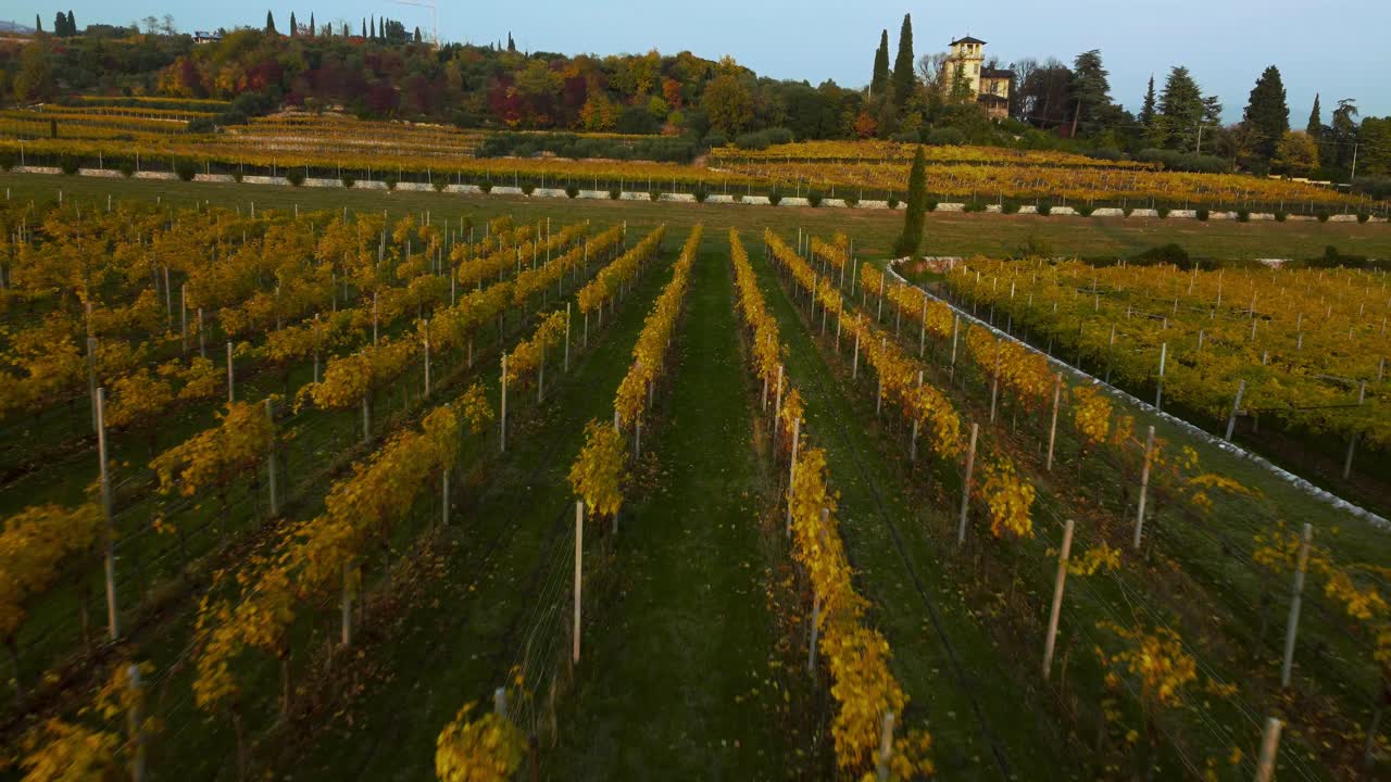 drone aéreo escénico 4k volando sobre un campo de viñedo amarillo y verde en las colinas de verona, valpolicella, italia en otoño después de la cosecha de uvas para vino tinto al atardecer, rodeado de granjas tradicionales
