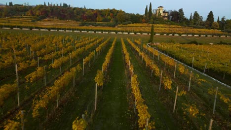 Drone-Aéreo-Escénico-4k-Volando-Sobre-Un-Campo-De-Viñedo-Amarillo-Y-Verde-En-Las-Colinas-De-Verona,-Valpolicella,-Italia-En-Otoño-Después-De-La-Cosecha-De-Uvas-Para-Vino-Tinto-Al-Atardecer,-Rodeado-De-Granjas-Tradicionales