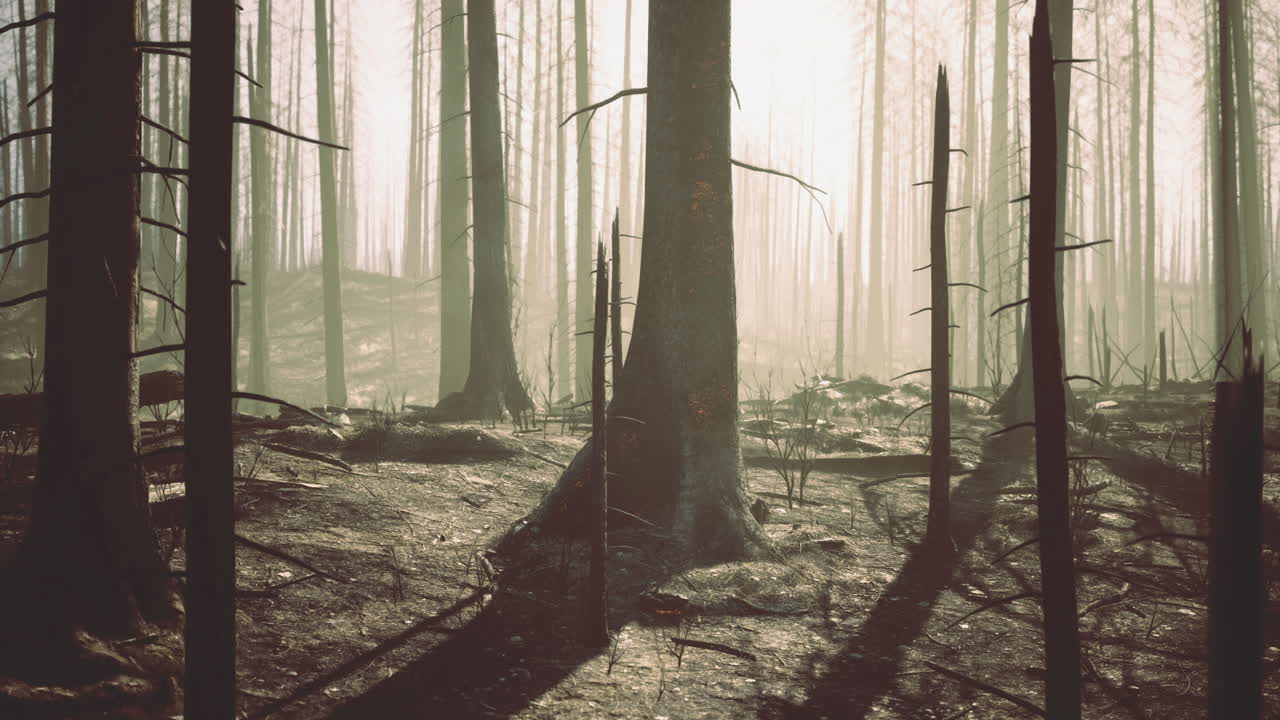 Burned forest landscape showing recovery after wildfire in morning light