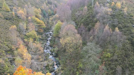 Tranquil-winter-woodland-with-a-slow-stream,-golden-oak-trees,-and-fallen-leaves,-offering-a-peaceful-and-relaxing-scene