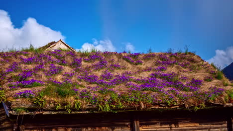 timelapse of wooden house roof covered with purple flowers and clouds moving fast in on sky on spring day