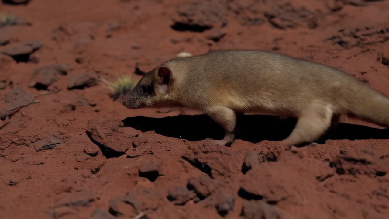 Desert Landscape and a Small Marsupial