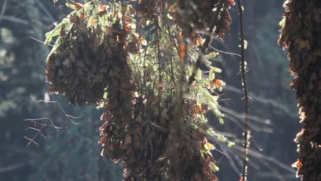 mariposa 58