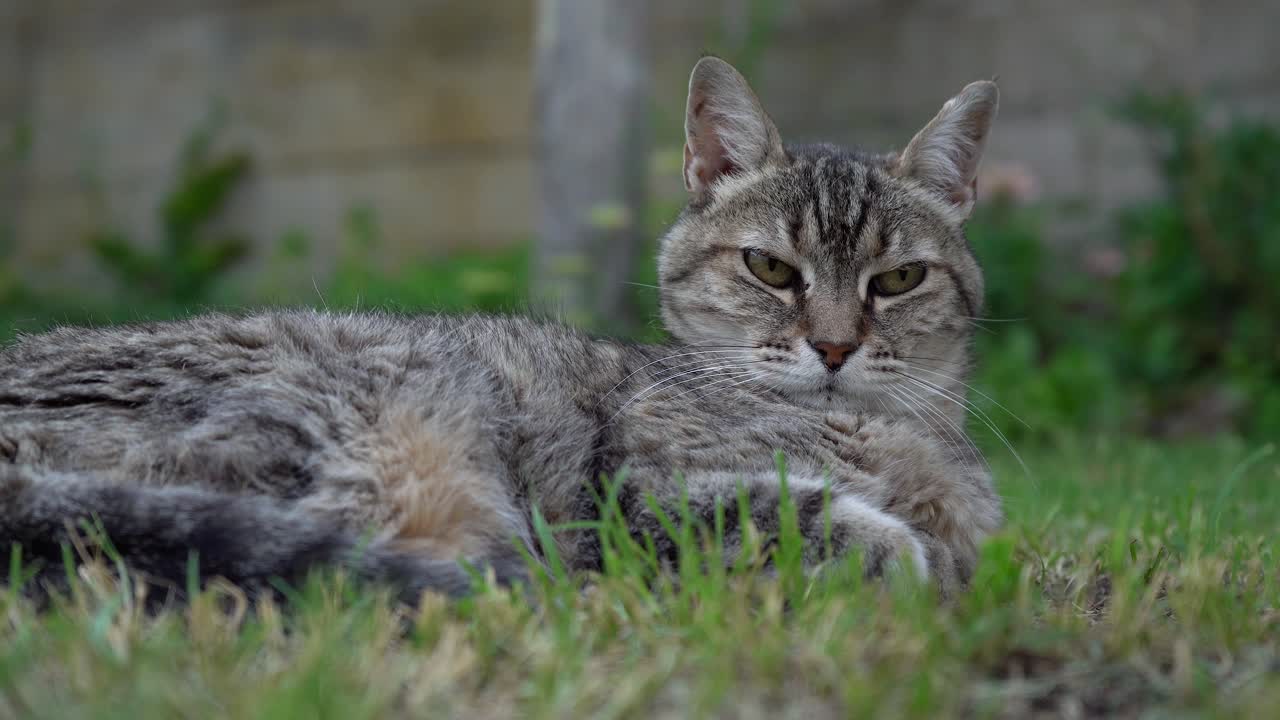 gato tabby gris acostado en la hierba verde y mirando a la cámara