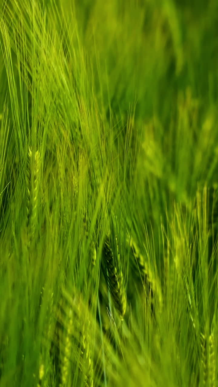 Light green spikelets. Beautiful background of not ripe agricultural plants swaying in wind. Fresh organic plants growing on field. Close-up. Vertical video