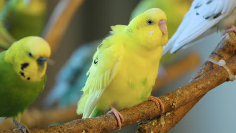 group of budgerigar birds preen feathers or grooming sitting on twig together