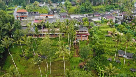 beautiful cinematic ubud, bali drone footage with exotic rice terrace, small farms and foggy agroforestry plantation