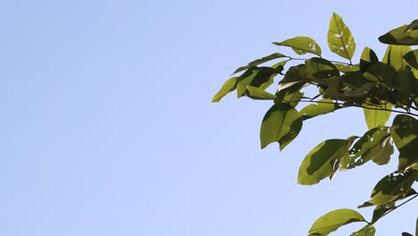 las hojas verdes se balancean suavemente en la brisa.