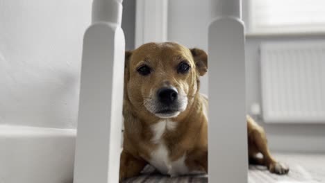 Cute-brown-Jack-Russel-dog-staring-into-the-camera-wanting-attention-and-love-from-the-owner