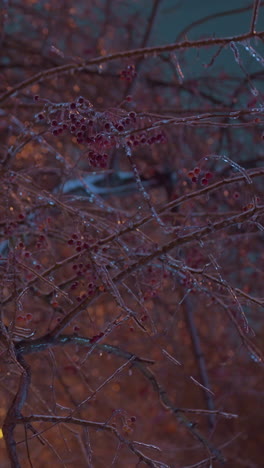 rama de árbol cubierta de helada adornada con bayas rojas vibrantes iluminadas por luz dorada, creando una escena de invierno brillante con colores contrastantes y fondo suave y borroso