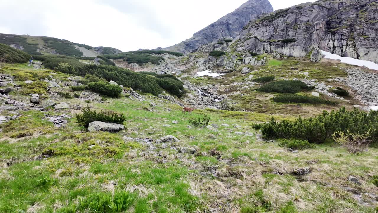 ciervos de montaña contra el fondo del monte koscielec en las montañas tatra
