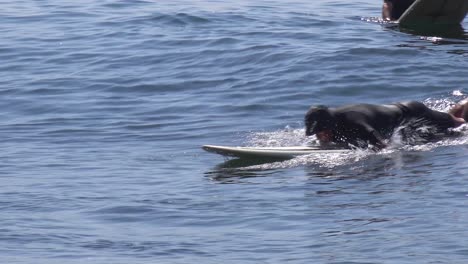 A-middle-aged-surfer-dude-bodyboards-a-wave-on-a-Southern-California-beach-1