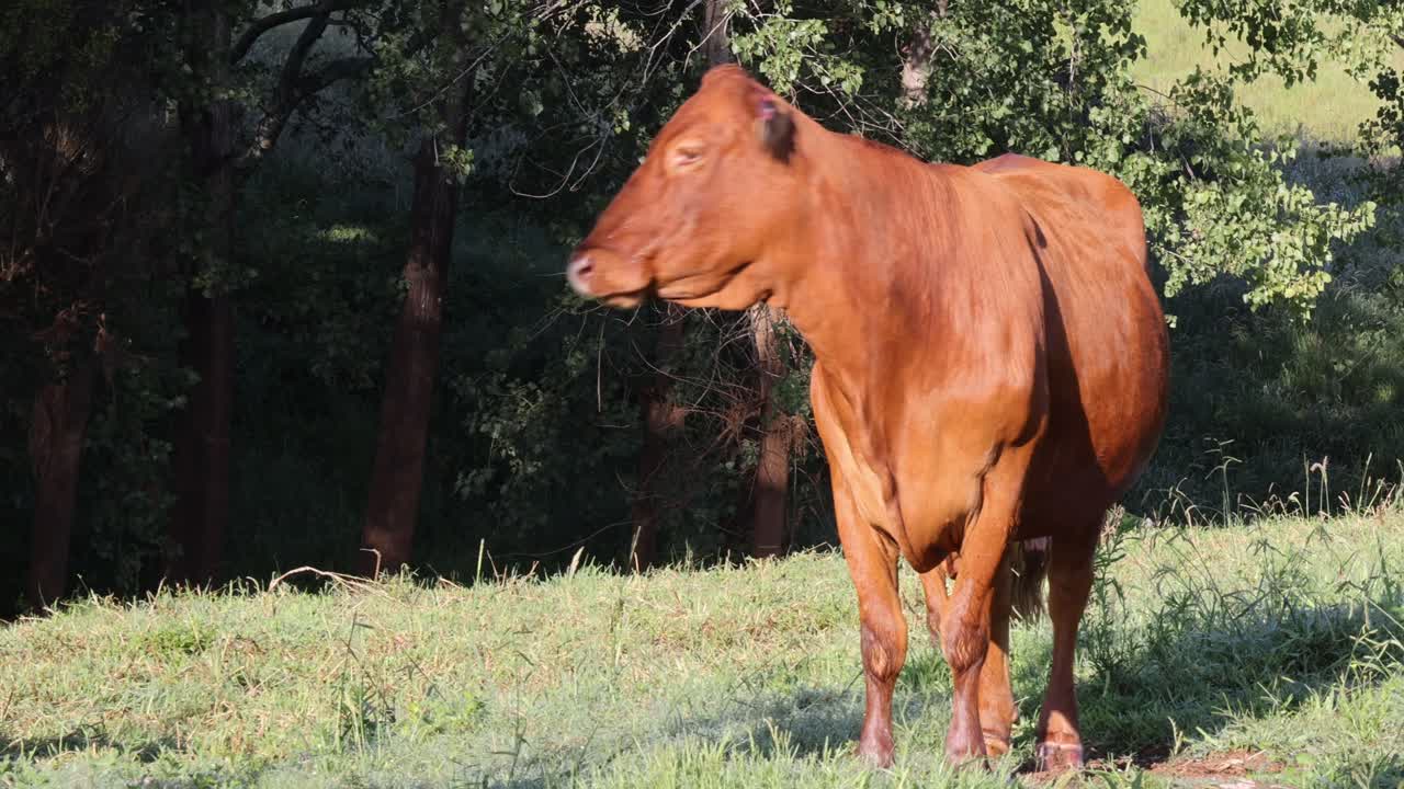 una vaca se mueve y pastorea pacíficamente en un desierto forestal