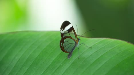 butterfly macro 12