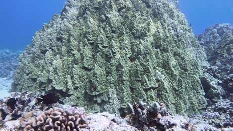 reveal of mounding porites lobata coral head in tropical reef