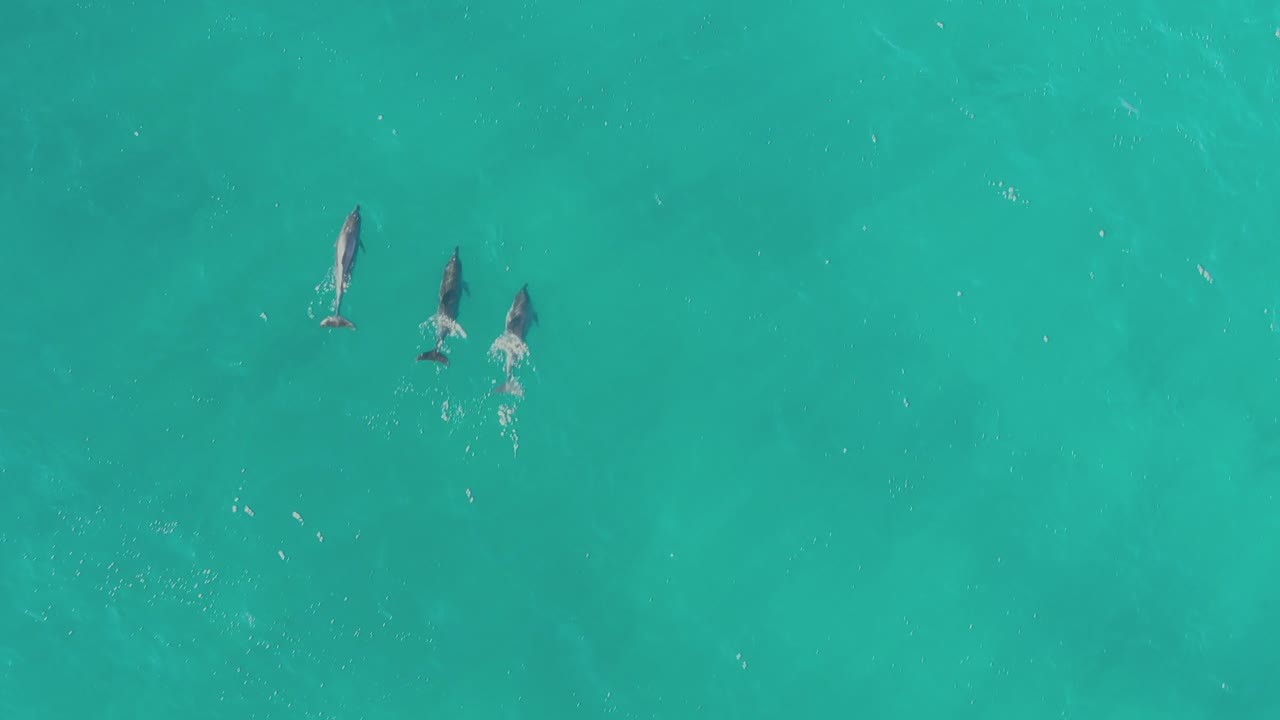 4k hermosa antena de familia de delfines piloto de grupo nadando en el océano