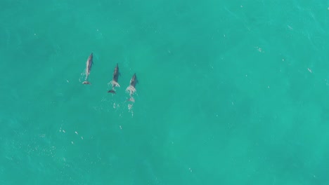 4k-Schöne-Antenne-Der-Gruppenpilotdelphinfamilie,-Die-Im-Ozean-Schwimmt