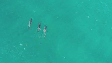 4k-Hermosa-Antena-De-Familia-De-Delfines-Piloto-De-Grupo-Nadando-En-El-Océano