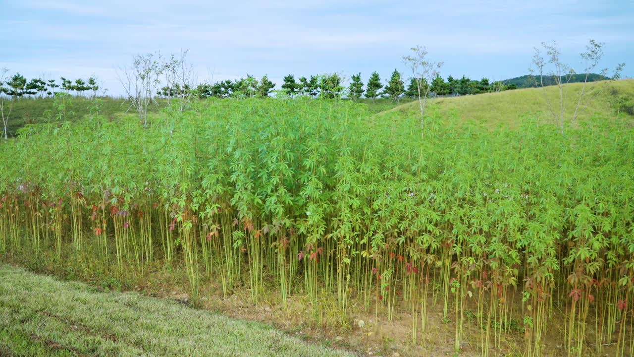 se plantan jóvenes árboles de bambú en el entorno del complejo ecológico de saemangeum.
