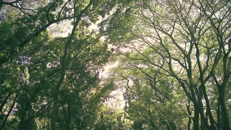 stationary shot in the tree