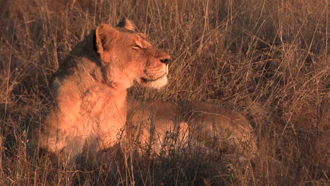 beautiful majestic lionness gazes out and flaps ears as golden light falls on her