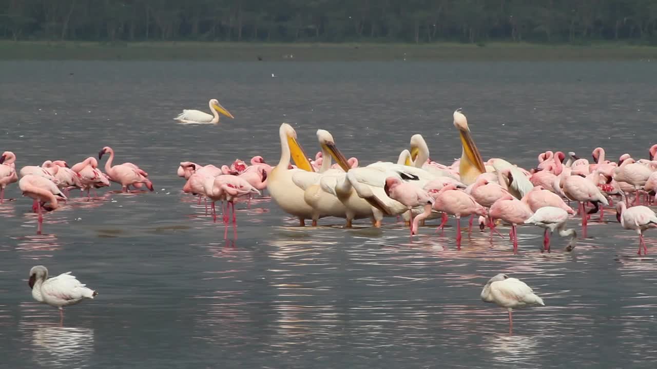 Flamingos and pelicans at Lake Nakuru in Kenya.