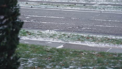 fresh snow in a yard with starlings scavenging