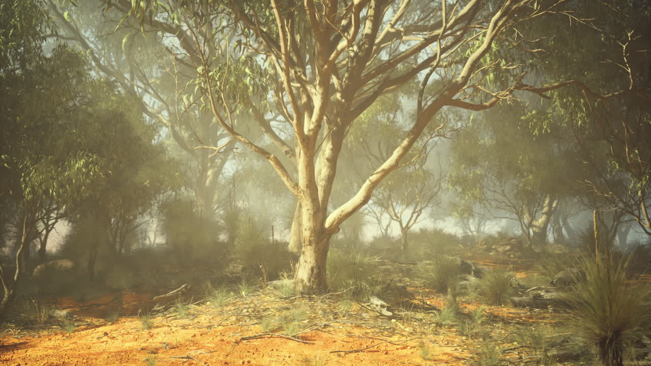 Lush eucalyptus forest in soft morning light showcasing vibrant nature