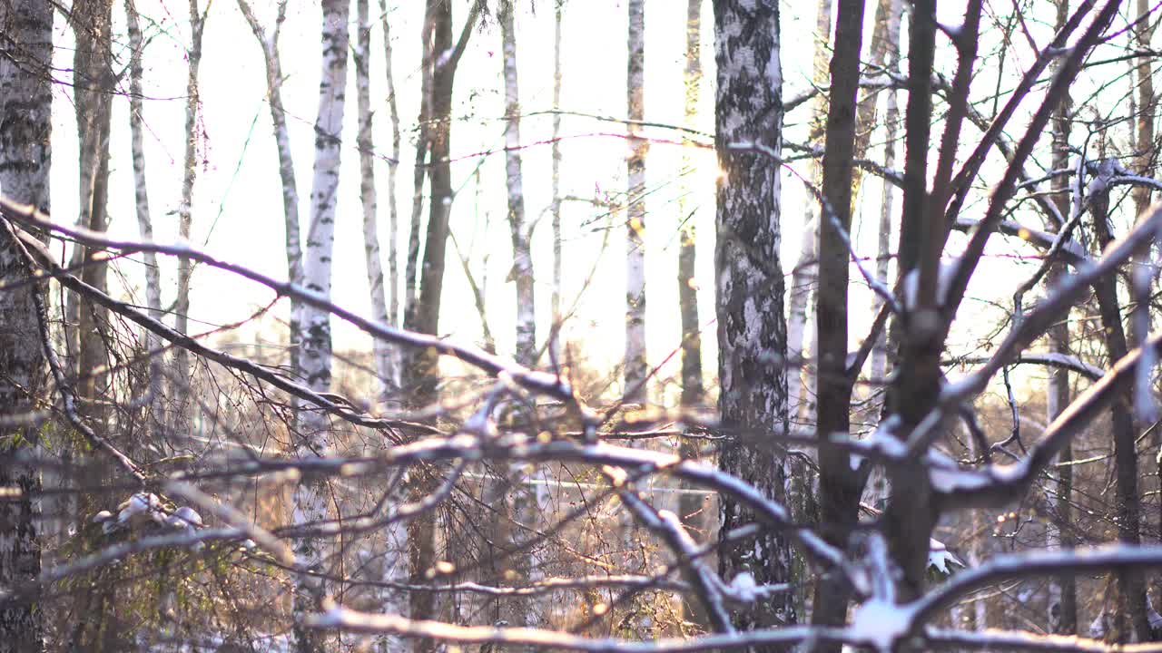 luz del sol del bosque de invierno