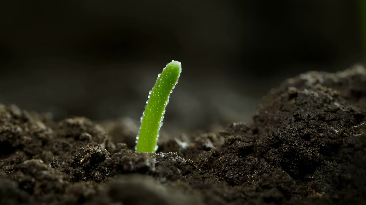 Una singola piantina verde brillante emerge da terreno scuro e friabile in una prospettiva macro ravvicinata, con stelo sottile eretto e piccole goccioline d'acqua, ricca texture terrosa, sfondo sfocato e morbido, e una sensazione di freschezza