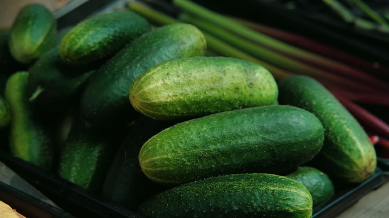 Pepinos verdes e coloridos deitados em uma cesta no campo após serem colhidos na plantação.