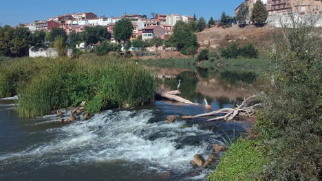 pájaro de río elegante