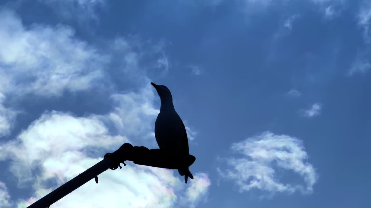 Un uccello è appollaiato su un palo con un cielo blu e nuvole sullo sfondo. Un uccello è appollaiato su un palo, in controluce contro un cielo blu brillante con soffici nuvole bianche