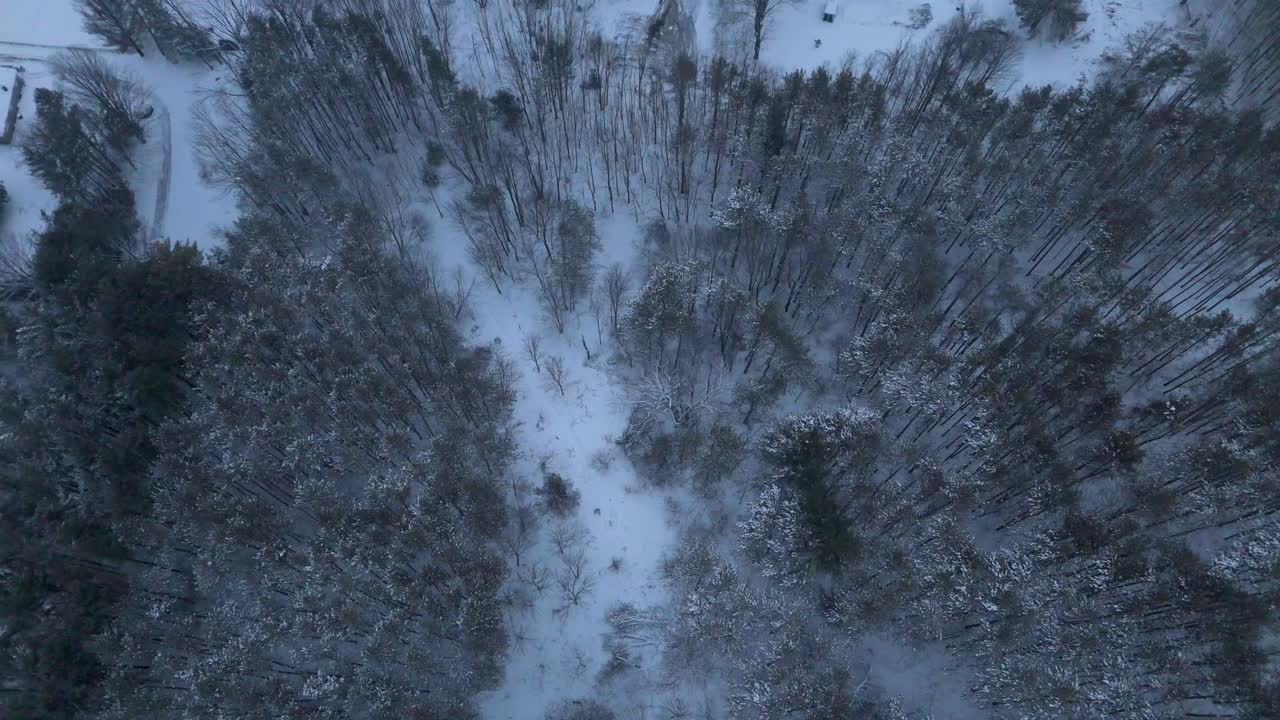 Ripresa aerea dall'alto con drone sopra il sentiero Bruce Trail in Ontario, Canada, dopo una recente nevicata, che rivela un sentiero stretto tra alberi spogli e sempreverdi