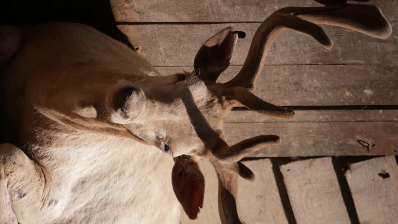 A deer with antlers resting on a wooden floor in sunlight