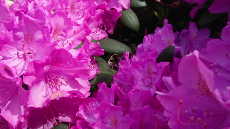 bee flying very near some flowers