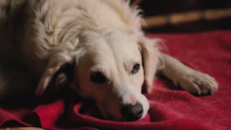 sad dog, a very expresive white dog