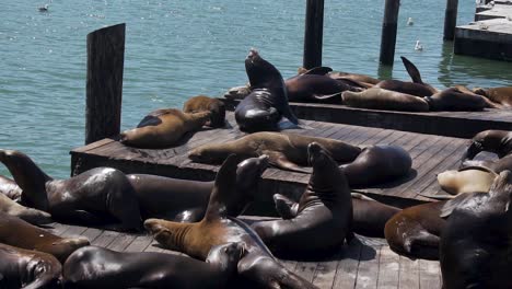 Niedliche-Seelöwenrobben-Entspannen-Sich-Auf-Holzschwimmern-Am-Pier-Von-San-Francisco,-Kalifornien